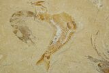 Cretaceous Fossil Shrimp With Fish - Lebanon #308522-2